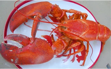 Poolside Lobster Bakes Rhumb Line Resort